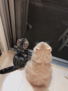 まみ
