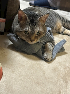 プロフィール写真4・タナベ｜↑みらいtheとりっぷ↓・ミライザトリップ - 秋葉原のコンカフェ