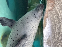 百瀬 かお