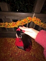 ひまり