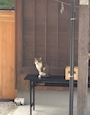 chiko