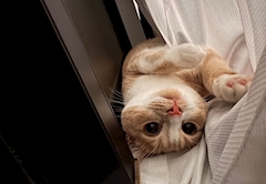 あおい「しゆきん！」