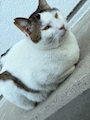 chiko