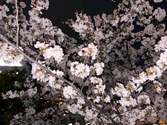 プロフィール写真2・せっちゃん｜GirlsLoungeTT・ティーティー - 中津のガールズバー