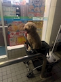 新着ブログ 癒しほしいーな