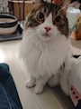 chiko