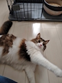 chiko