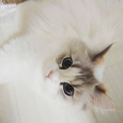 まこ