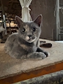 chiko