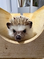 chiko