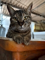 chiko