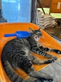 chiko