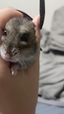 かりん