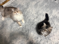 ぬい🐺オオカミちゃんカフェ天満店🐺