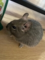 chiko