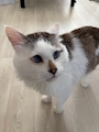 chiko