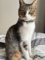 chiko
