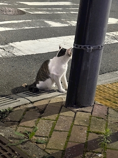 まほ