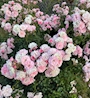 新着ブログ お花好き