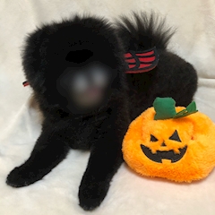 プロフィール写真1・れおな|SNACK Harie・ハリエ - 向ヶ丘遊園/登戸のパブ/スナック