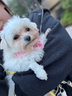 プロフィール写真2・はるな｜Girl’s Bar i-ROOM・アイルーム - 上野のガールズバー