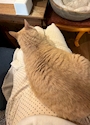 新着ブログ 🐱
