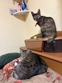 新着ブログ 🐱🐱🐱