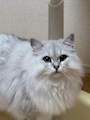 新着ブログ こんばっんわ