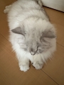 chiko