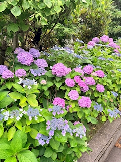 ひな
