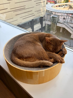 むぎ