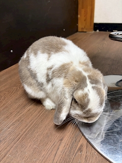 🐇