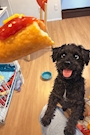 新着ブログ 🐕‍🦺