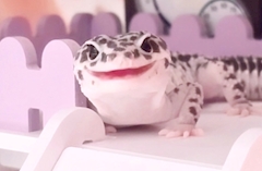 プロフィール写真6・しあ|わんだーらびりんす - 池袋東口のコンカフェ