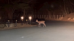 みどり