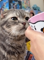 chiko