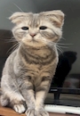 chiko