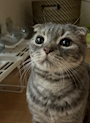 新着ブログ 愛猫ちゃん😻💗💗💗