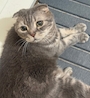 chiko