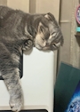 chiko