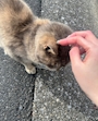 chiko