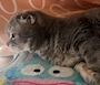 chiko
