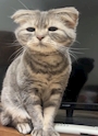 chiko