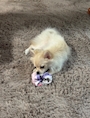 chiko