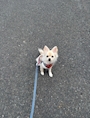 chiko