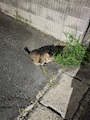 新着ブログ ねこ🐱