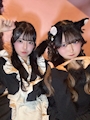 新着ブログ メイドと猫