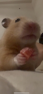 新着ブログ はむちゃんず