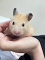 chiko