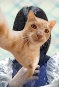あおい